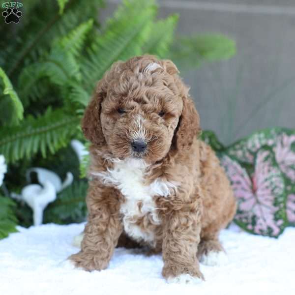 Dusty, Mini Goldendoodle Puppy